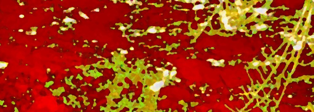 Mon chat :&nbsp;Phénix